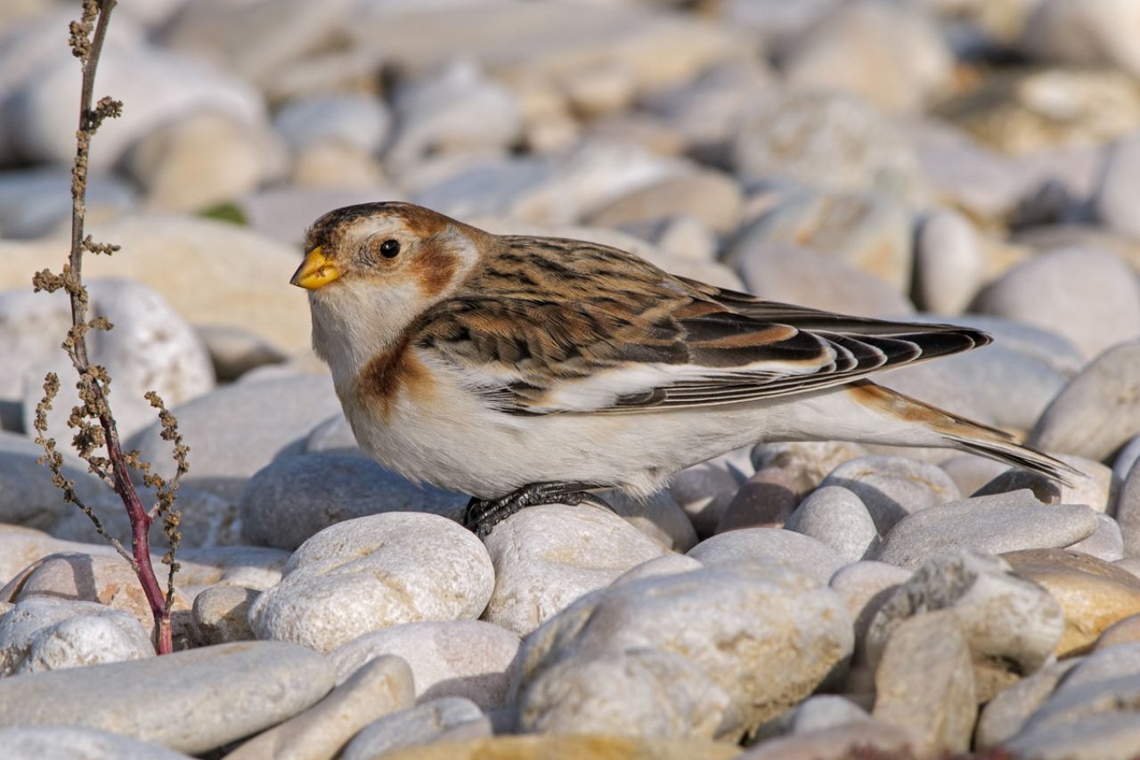 Zigolo delle nevi (Plectrophenax nivalis
